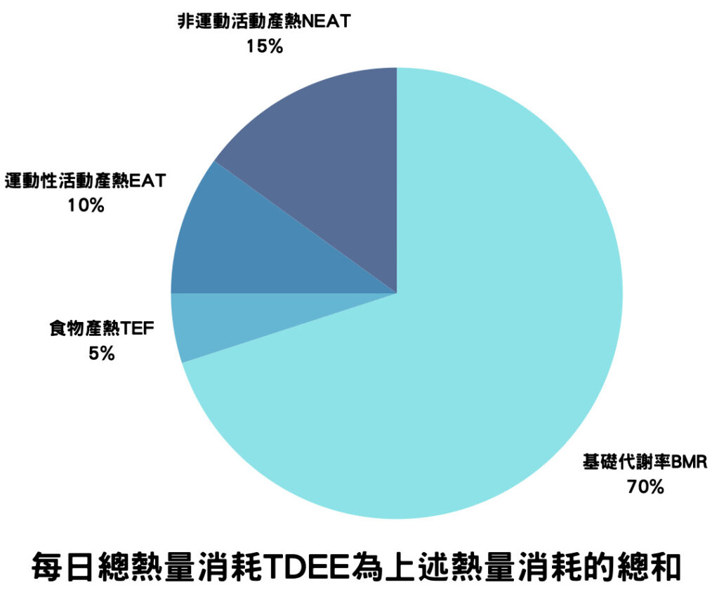 每日總熱量TDEE包括基礎代謝率BMR、食物產熱TEF、運動性活動產熱EAT、非運動性活動產熱NEAT