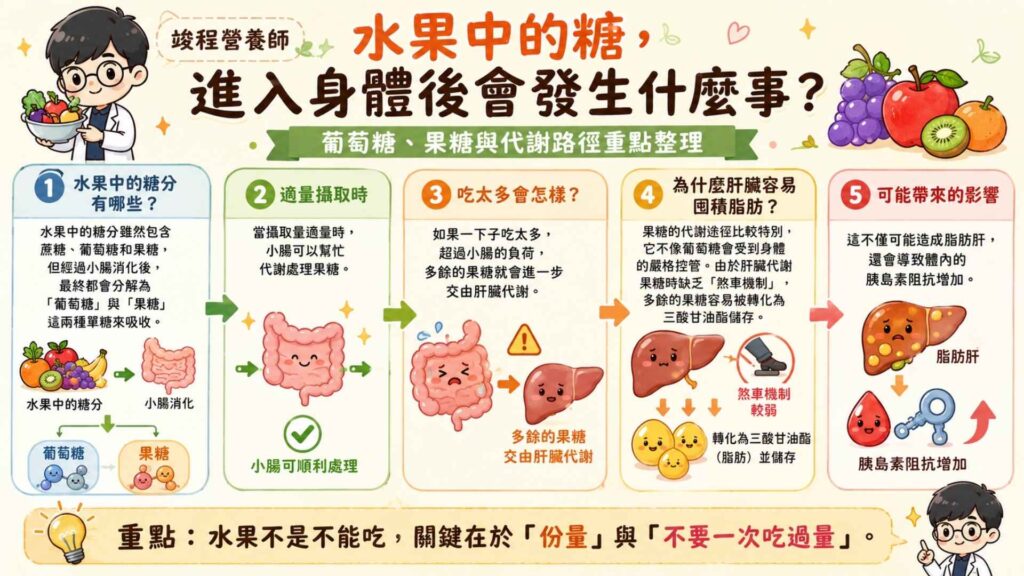 水果中的糖分雖然包含了蔗糖、葡萄糖和果糖，但經過小腸消化後，最終都會分解為『葡萄糖』與『果糖』這兩種單糖來吸收。

果糖的代謝途徑比較特別，它不像葡萄糖會受到身體的嚴格控管。當我們適量攝取時，小腸能幫忙代謝處理。但如果一下子吃太多，超過小腸的負荷，多餘的果糖就會由肝臟代謝。

由於肝臟代謝果糖時缺乏「煞車機制」，所以只能將多餘的果糖轉化為三酸甘油酯儲存。這不僅會造成脂肪肝，還會導致體內的胰島素阻抗增加。
